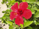 djerba_blume.jpg