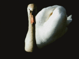 schwan.jpg